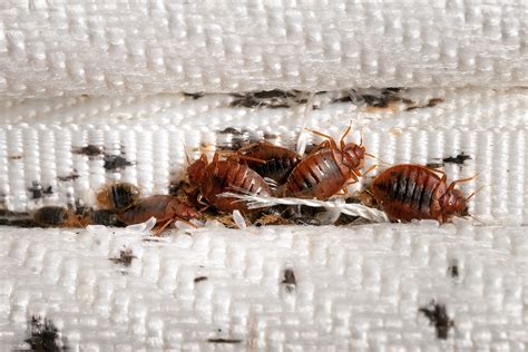 can bed bugs live in books: And the Unlikely Intersection of Insects and Literature